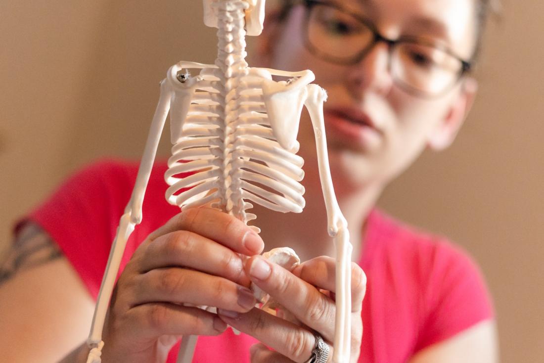 school work from home, young millennial woman putting together anatomy& physiology human skeleton